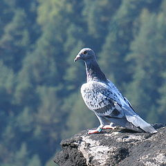 photo "mountain pigeon"