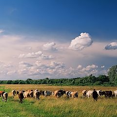 фото "Домой"