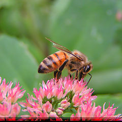 photo "bee-macro"