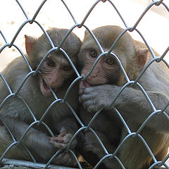 photo "Famine"