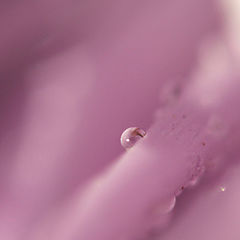 photo "Just a drop of water"