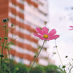 фото "Городские цветы"