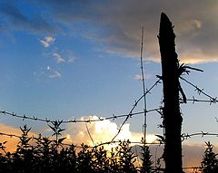 photo "To plant a decline for a barbed wire."