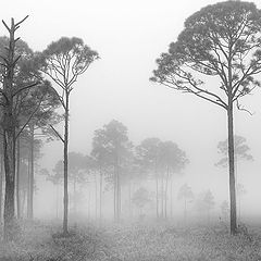 photo "The Forest in Monochrome"