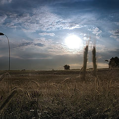 photo "The Cornfield"