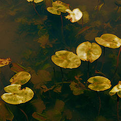 фото "The Return of the Swamp Thing"