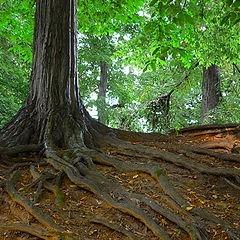 photo "Roots"