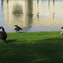 photo "Geese at the Tax Centre"