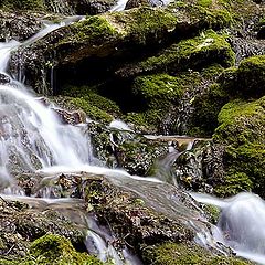 photo "Wood streams"