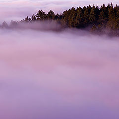 photo "Tree Line in Fog"