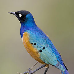 photo "Superb Starling - Spreo superbus"