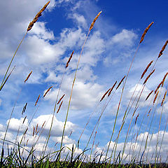 photo "Wind..."