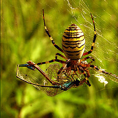 фото "Spider"