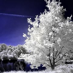 photo "the white tree"