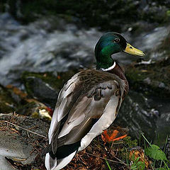 photo "*"