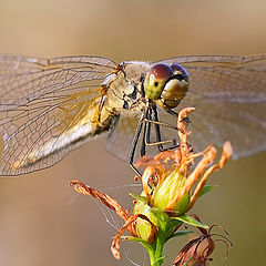 photo "Dragonfly"