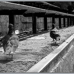 photo "Pigeon march"