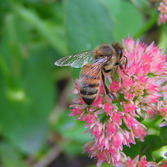 фото "Bee-with wing macro"