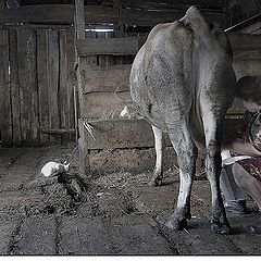 фото "Вечерний удой"