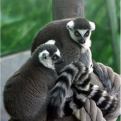 photo "Lemurs"