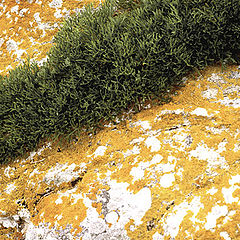 фото "Lichen"