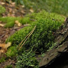 photo "Moss"