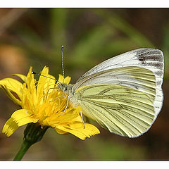 photo "Pieris Rapae"