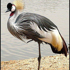 фото "Crane"