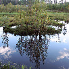 фото "Городское болото"