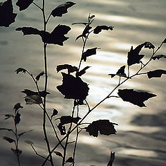 photo "reflections of autumn"