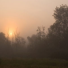 photo "The sleepy sun of September."