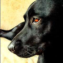 photo "Nera"