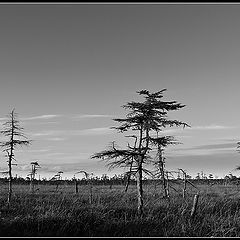 фото "Tundra. From Down Below"