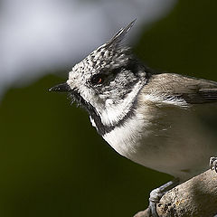 фото "Parus Cristatus 2"