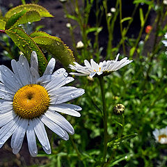 фото "Daisy-daisy"