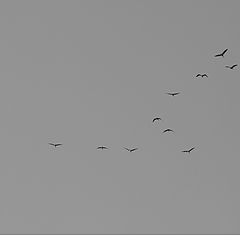 photo "hajku"