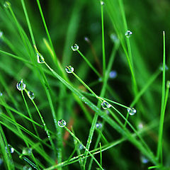 photo "Morning dew"