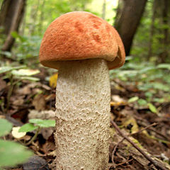 photo "Aspen mushroom  (chelysh)"