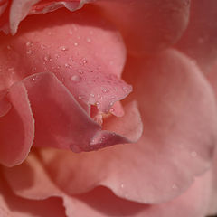 photo "Rose"