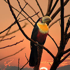 photo "A brazilian toucan"