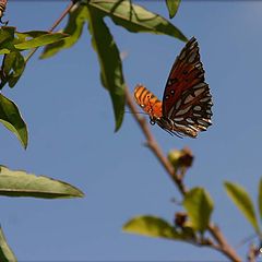 фото ""On Gossamer Wings"."