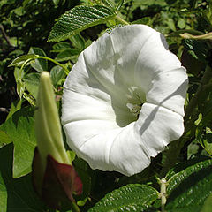 фото "Белый цветок"