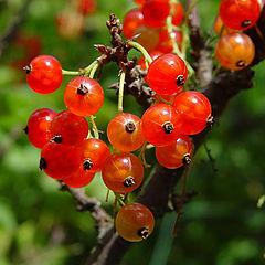 photo "Red currant"