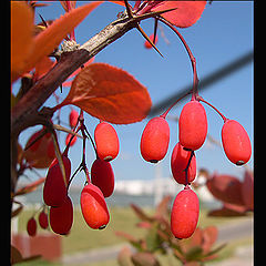 photo "Red"