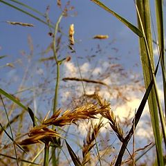 фото "Линии трав и очертаний"