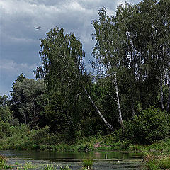 photo "The beavers live somewhere here..."