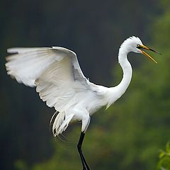 photo "Putting on the Brakes"