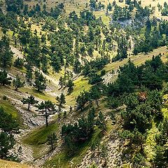 photo "On the plateau"