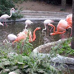 photo "flamingos"