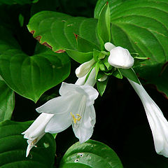 photo "Hosta"